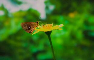 Beautiful blooming flower photo