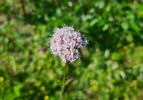 Beautiful blooming flower photo