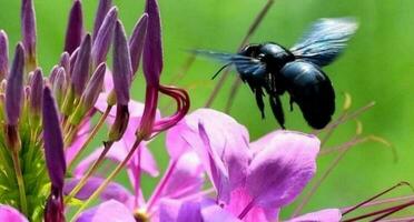 Beautiful blooming flower photo