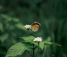 Beautiful blooming flower photo