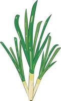 Green Onion Cartoon Character Illustration Graphic Element Art Card vector