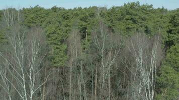 Bird's eye view on a forest in spring time video