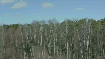 Bird's eye view on a forest in spring time video