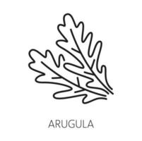 Fresh rucola or arugula leaf isolated outline icon vector