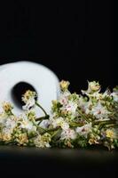 Horse chestnut flowers. Roll of toilet paper in the background photo