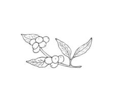 Branch of coffee plant with berries and leaves. Hand-drawn Vector isolated illustration for menu or logo.