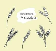 Set of Ears of wheat isolated on white background. Harvest of agriculture, organic farming, healthy food element. Bakery design element Hand drawn vector illustration.