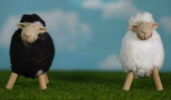 Small white and black lambs on an artificial grass. Blue sky in the background. photo