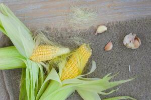 Corn cobs on a sackcloth photo