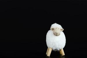 One white lamb on a black surface. photo