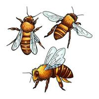 Various poses of honey bees vector