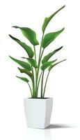 3d realistic vector floor house green plant. Isolated on white illustration icon in white pot..