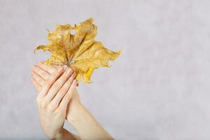 Dried maple leaves in the hands of lady photo