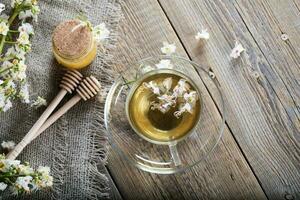 Glass cup of chestnut tea. Closeup photo