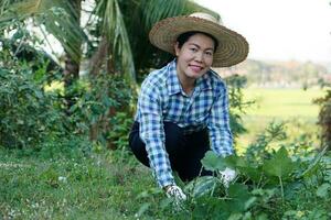 Happy Asian woman gardener wears hat, plaid shirt and gloves  working in garden, picking watermelon fruit. Concept, Satisfied in agricultural product. Home garden and community plant. photo