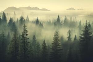 Enchanting Mist Vintage Retro Hipster Style Fir Forest Landscape photo