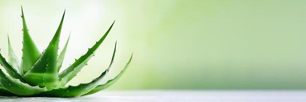 Nature's Elixir - Aloe Leaves and Juice for Cosmetics Advertisement - photo