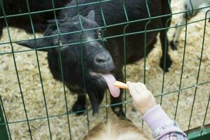 a little girl with tails feeds a goat with vegetables in a contact zoo, a national park, entertainment for children photo