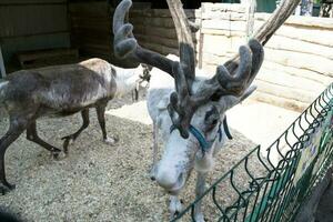 reindeer in a contact zoo, life in captivity, national park, deer on a livestock farm, reindeer in a pen photo
