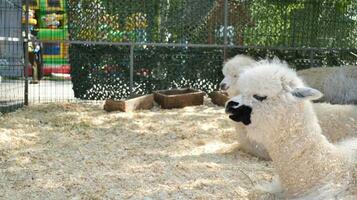 a llama in a contact zoo, live in captivity, a national park, a white llama, a llama on a livestock farm, an alpaca or a llama in a pen photo