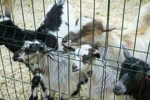 domestic goats in a contact zoo, life in captivity, a national park, a black goat eating a carrot, a goat or sheep in a pen, a goat on a livestock farm photo