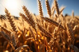 Sun-kissed cereal field showcases golden wheat ears, epitomizing farming's essence AI Generated photo