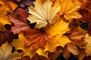 A picturesque scene as yellow and red maple leaves softly tumble down photo