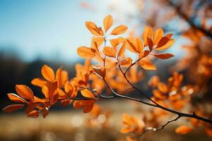 soleado otoño paisaje con radiante hojas en ramas debajo claro cielo ai generado foto