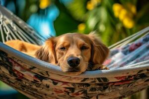 sin prisa perro en un hamaca encarna el esencia de verano Días festivos ai generado foto