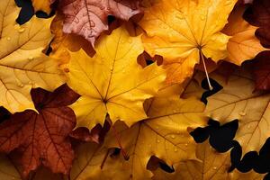 Nature's autumn canvas, yellow and red maple leaves gracefully descending AI Generated photo