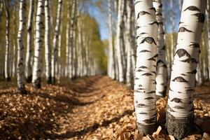 The birch forest glows under the warm afternoon sun during autumn photo