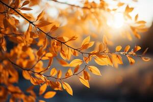 bañado por el sol otoño escena con vibrante amarillo hojas en ramas ai generado foto