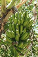 Unripe bananas in abundance on tree in garden photo