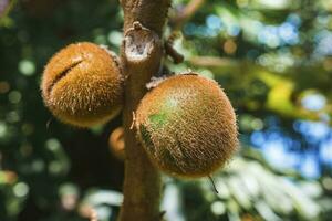 Two kiwi fruit growing on tree trunk in forest photo