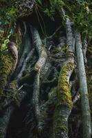 Close up of huge tree trunk growing in forest photo