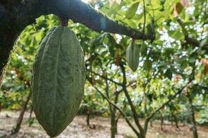Green cocoa beans pod on the tree in Costa Rica photo