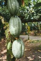 Green cocoa beans pod on the tree in Costa Rica photo