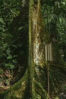 Tree trunk in dense tropical rainforest of Costa Rica photo