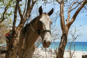 Horse tied on tree trunk at the beach of Costa Rica photo