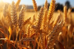 Abundant ears of wheat sway in a golden cereal field, embodying farming AI Generated photo