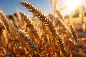 el esencia de agricultura capturado en un resplandeciente dorado cereal campo ai generado foto