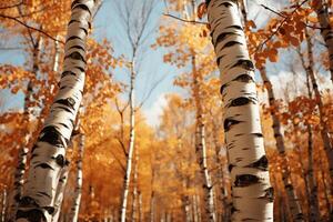 Autumn's palette comes alive in the radiant birch forest on a sunny afternoon AI Generated photo