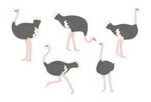 Cute ostrich group vector illustration