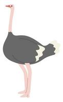 Cute Ostrich Single vector