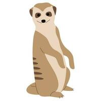 Meerkat Single cute vector