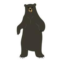 Cute American Black Bear Single vector