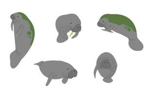 Manatee Group illustration vector