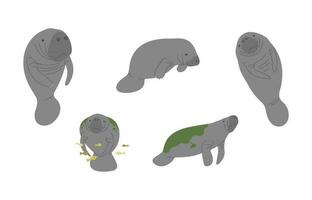 Manatee Group cute vector