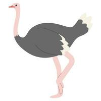linda avestruz soltero vector