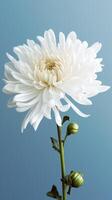 Chrysanthemum flower blurred background. AI Generated photo